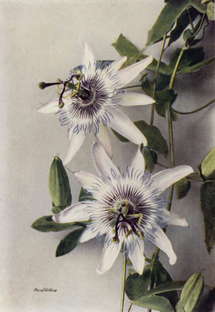 Passiflora Coerulea, Constance Elliott (farvefoto) af English Photographer