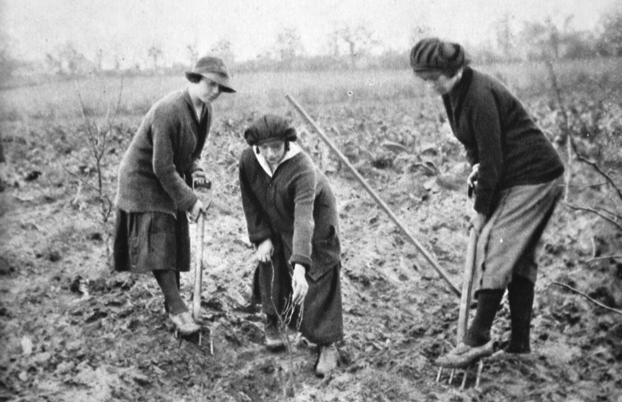 Pleasant, Profitable, Patriotic: On a Fruit-farm at Letchmore Heath, nær St. Albans, fra The Illustrated War News, 2. august 1916 af English Photographer