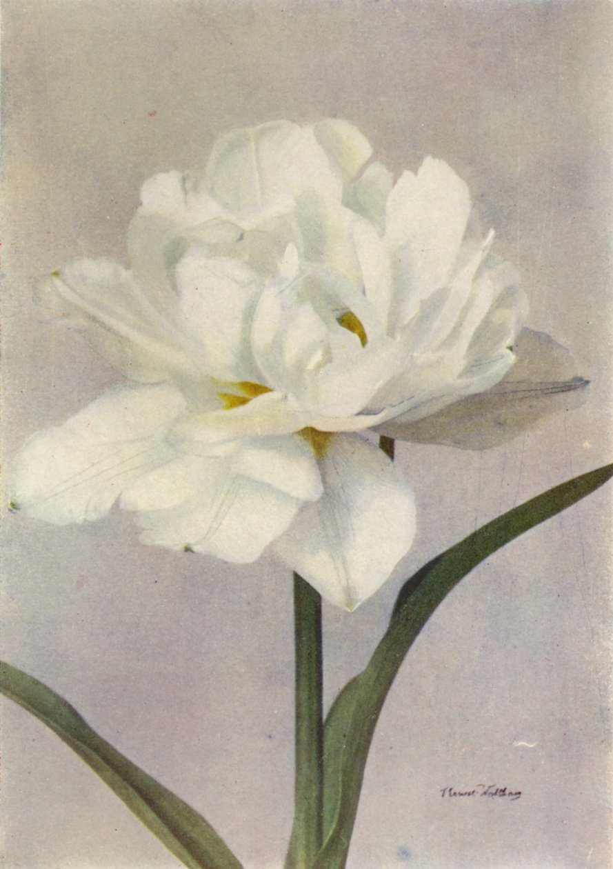 Schoonoord (farvefoto) af English Photographer