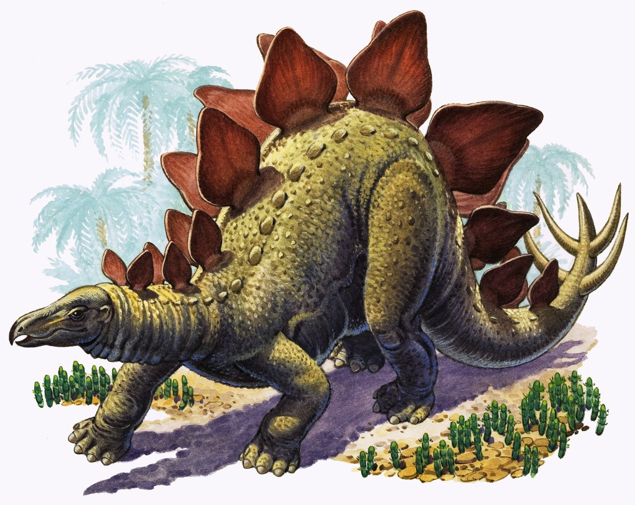 Stegosaurus (gouache på papir) af English Photographer