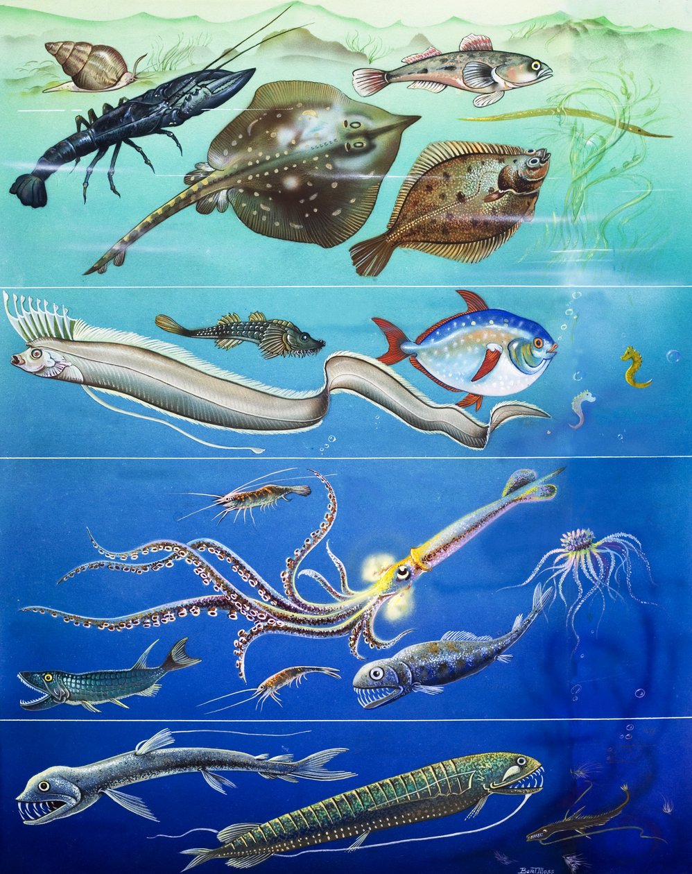 Underwater Creatures Montage (gouache på papir) af English Photographer