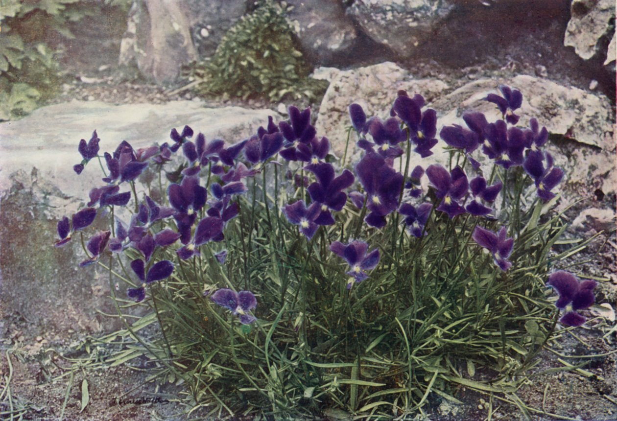 Viola Gracilis (farvefoto) af English Photographer