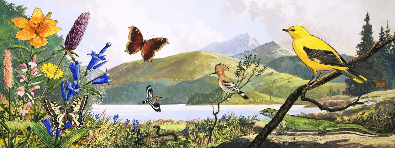 Centraleuropas dyreliv, illustration fra 