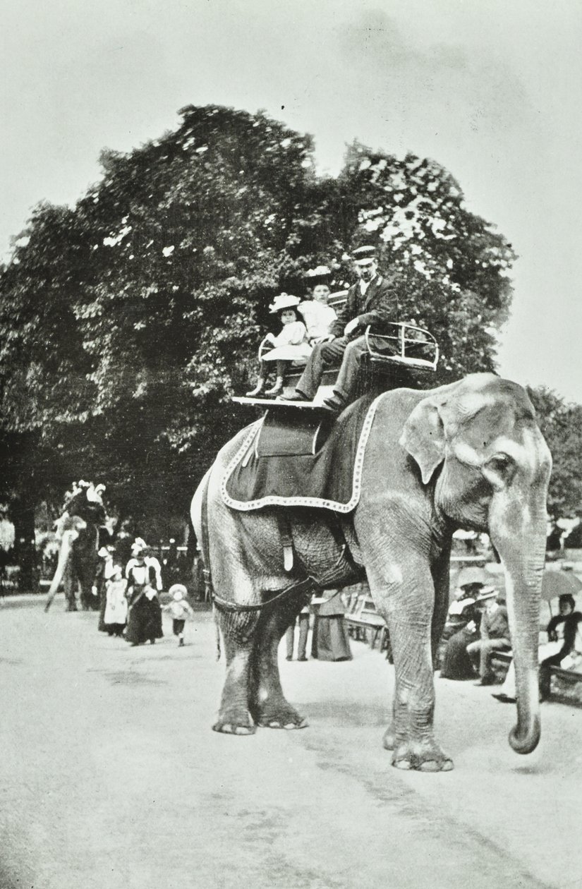 Zoological Gardens, Regents Park: elefantridning, London, ca. 1895 af English Photographer