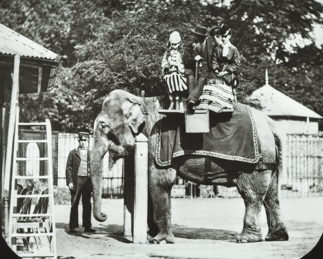 Zoological Gardens, Regents Park: elefant med voksne og børn på tur, London Zoo, 1894 af English Photographer