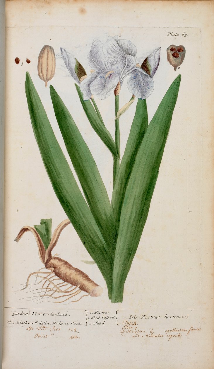 (Have) Flower-de-Luce. En iris fra 