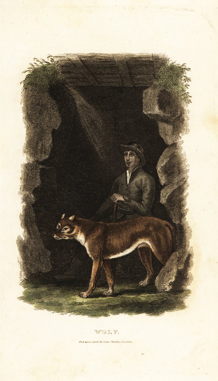 Engelsk gentleman fra det 18. århundrede og hans tamme ulv, Canis lupus, i indgangen til en hule af English School