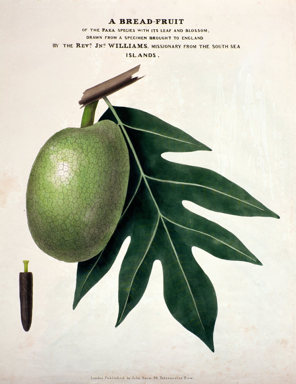 A Bread-Fruit, ca. 1825 (håndfarvet litho) af English School