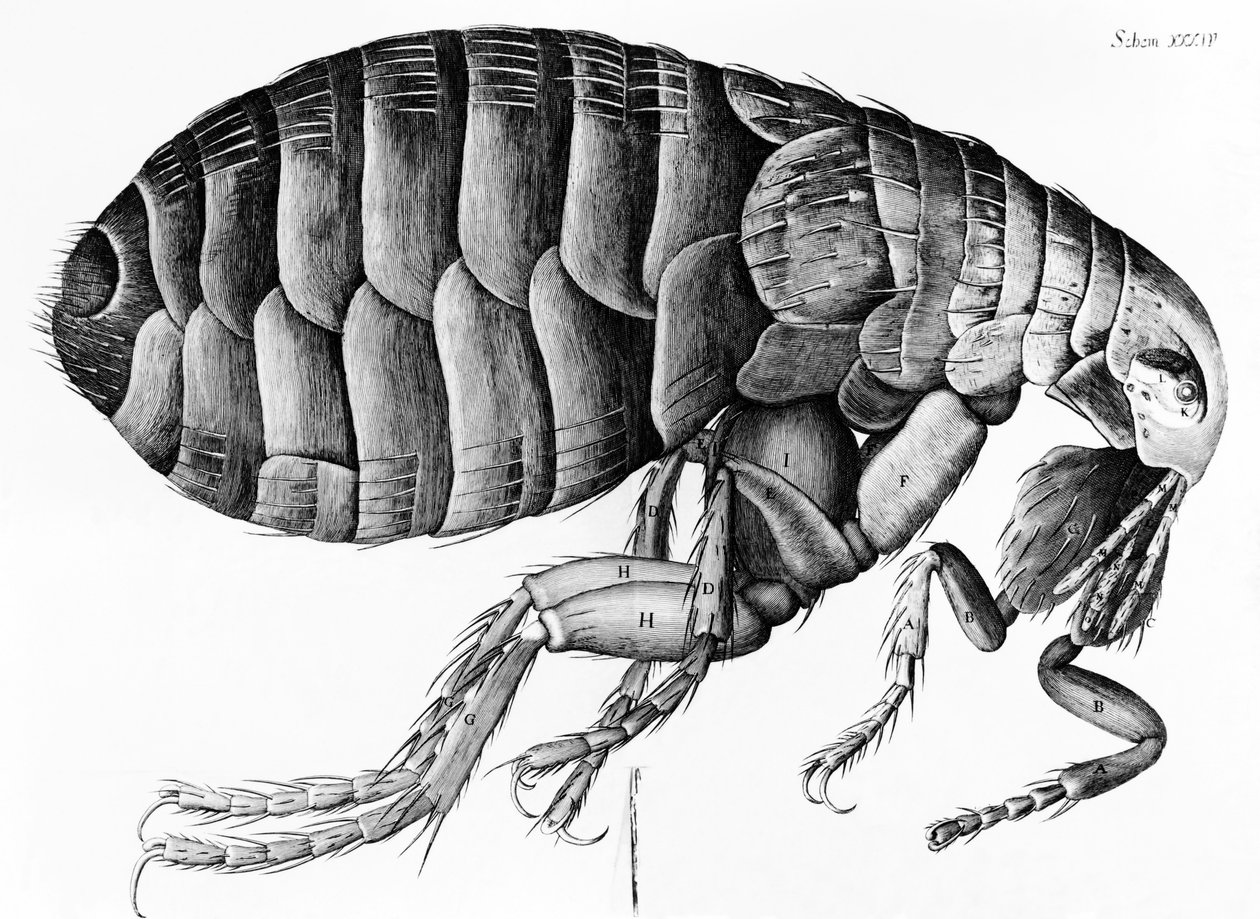 En loppe fra mikroskopobservation af Robert Hooke (1635-1703), 1665 af English School