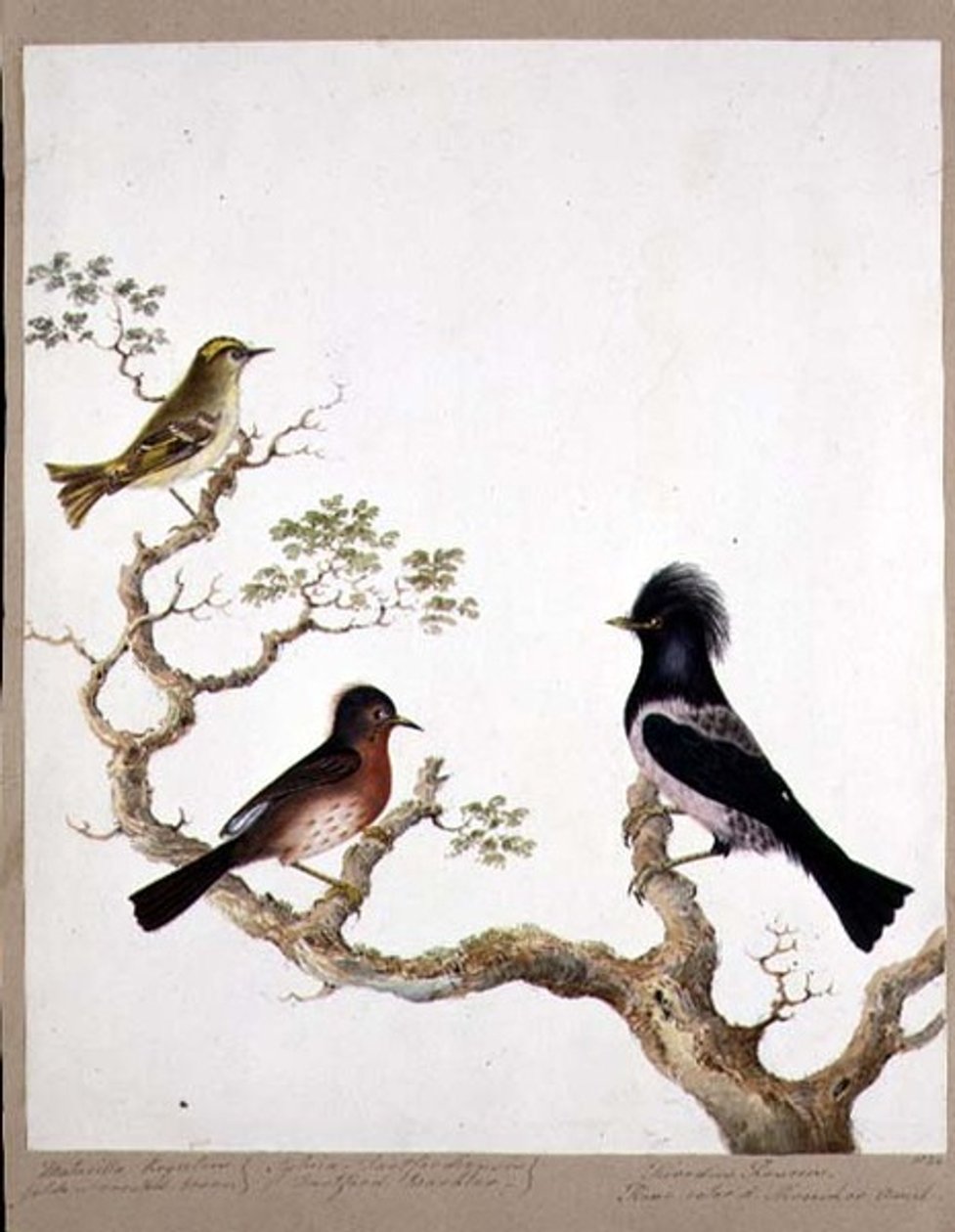 En gyldent kamsmutte, en Dartfordsanger og en rosenfarvet drossel eller ouzel, 1824 (wc på papir) af English School