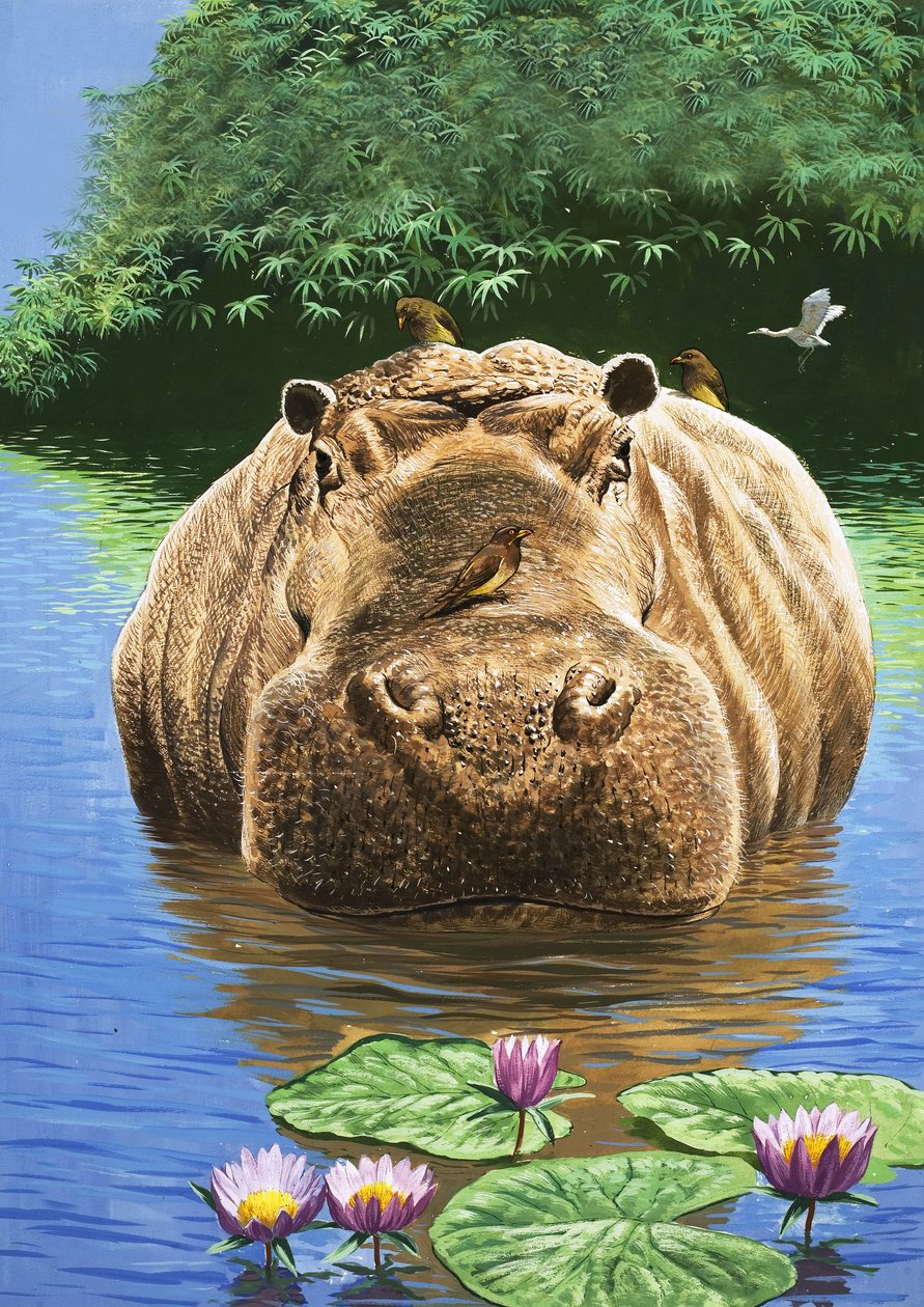 En glad flodhest, illustration fra 