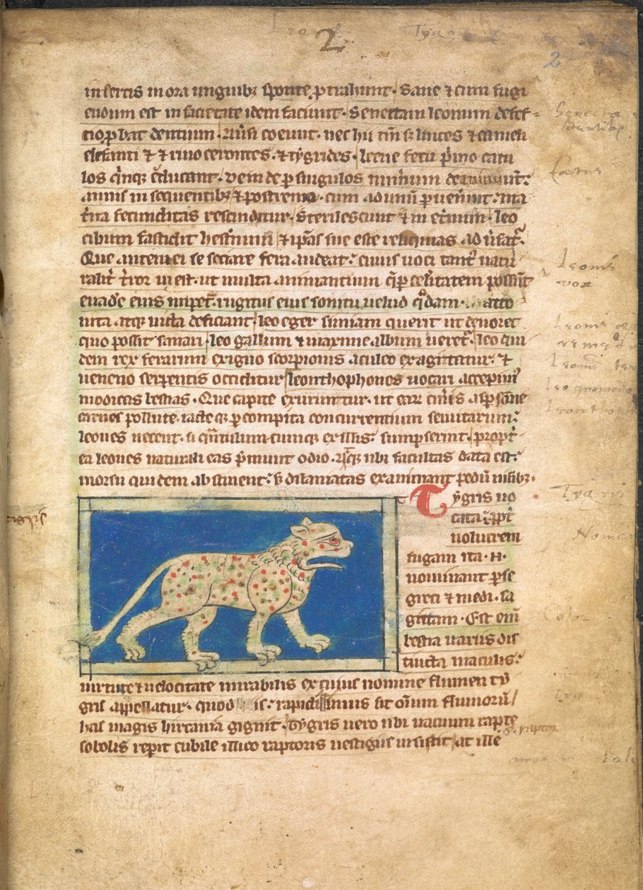 En tiger, fra Sloane 3544, f.2 (pergament) af English School