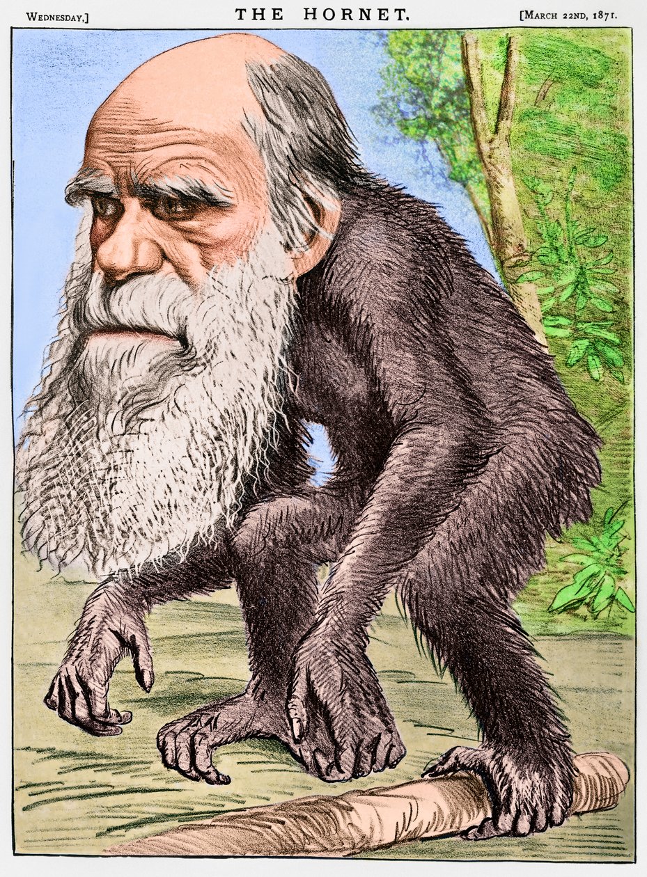 "A Venerable Orang-outang", en karikatur af Charles Darwin som en abe af English School