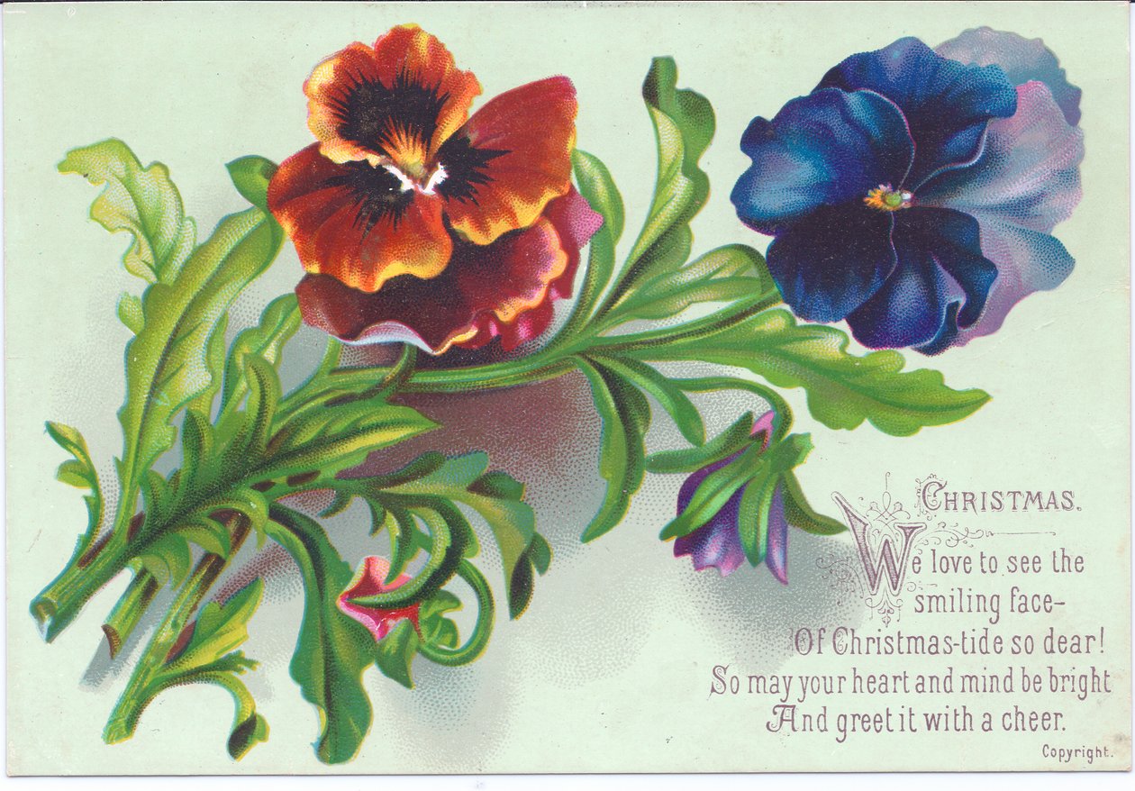Et victoriansk julekort med en spray på stedmoderblomster, ca. 1880 af English School