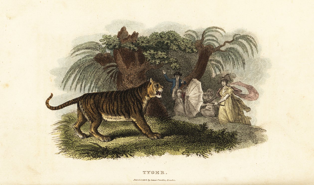 En tiger, Panthera tigris, skræmt væk af en engelsk kvinde, der vifter med en paraply af English School