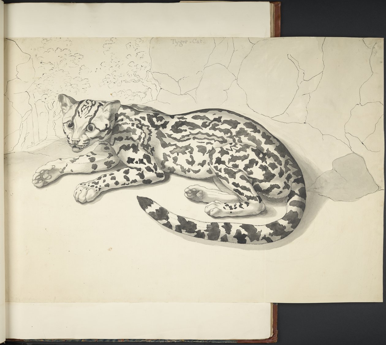 Tilføj MS 11807 f.9 Tyger Cat, fra 