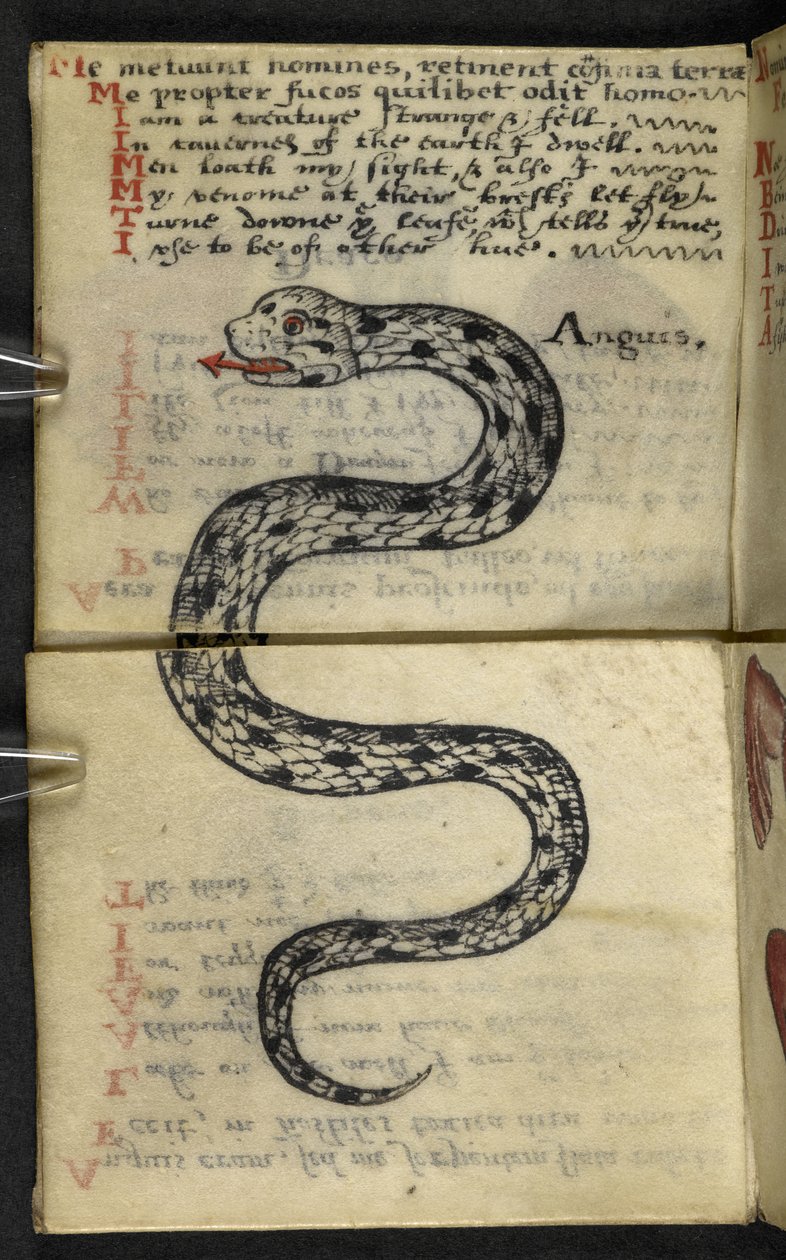 Tilføj MS 57312 f.4 spilbog (blæk og farve på pergament) af English School
