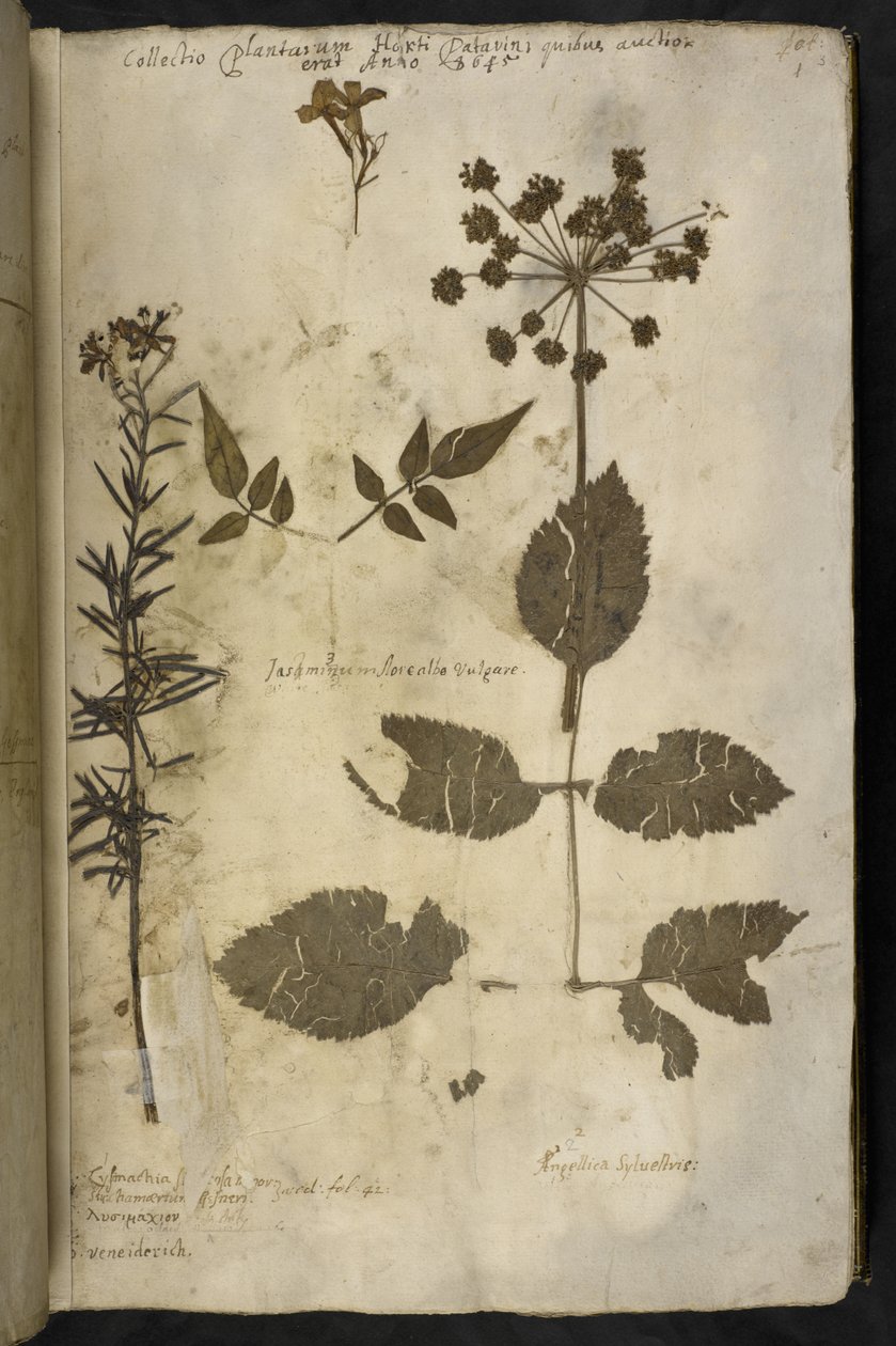 Tilføj MS 78334 f.3r Tørret planteprøve med forklaring, fra 