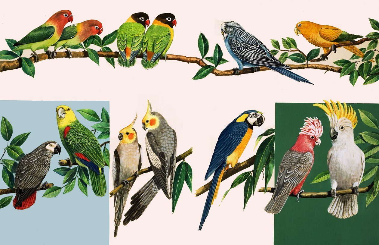 Alle mulige smukke papegøjer, illustration fra 