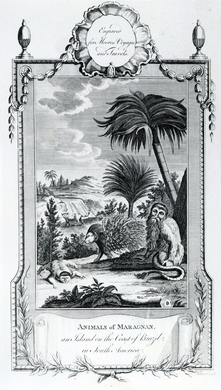 Animals of Maragnan, illustration taget fra Moores Voyages and Travels, 1778 af English School