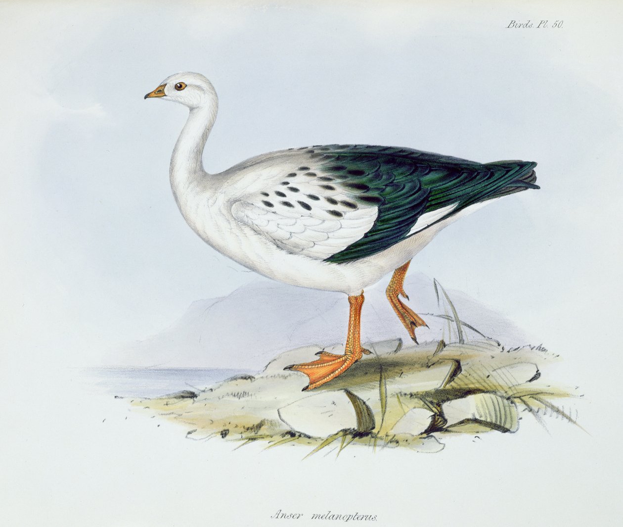 Anser Melanopterus, fra The Zoology of the Voyage of H.M.S. Beagle 1832-36, af Charles Darwin (1809-92), 1840 af English School