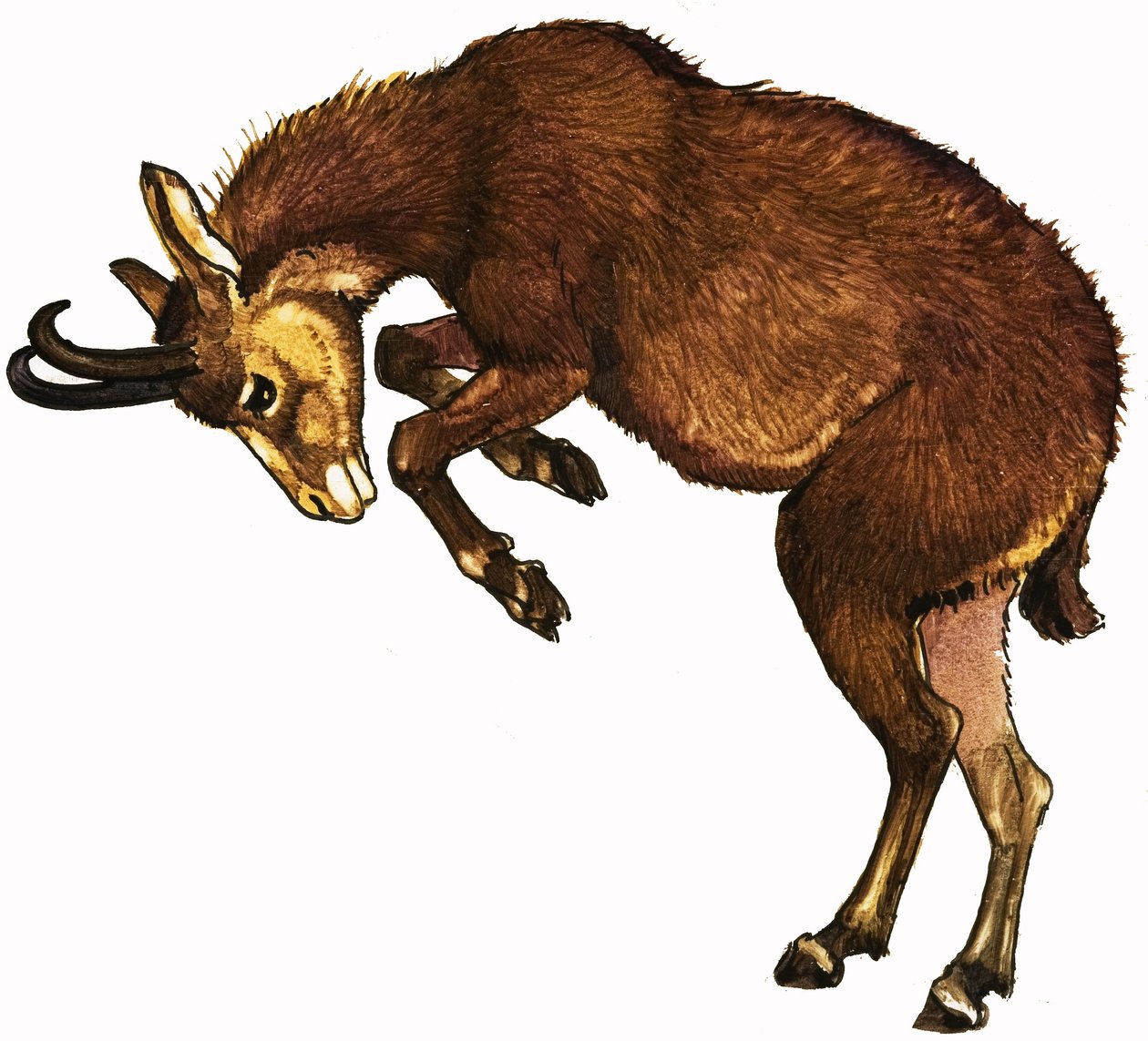 Antilope af English School