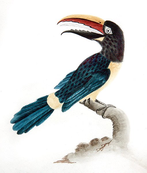 Aracari tukan af English School