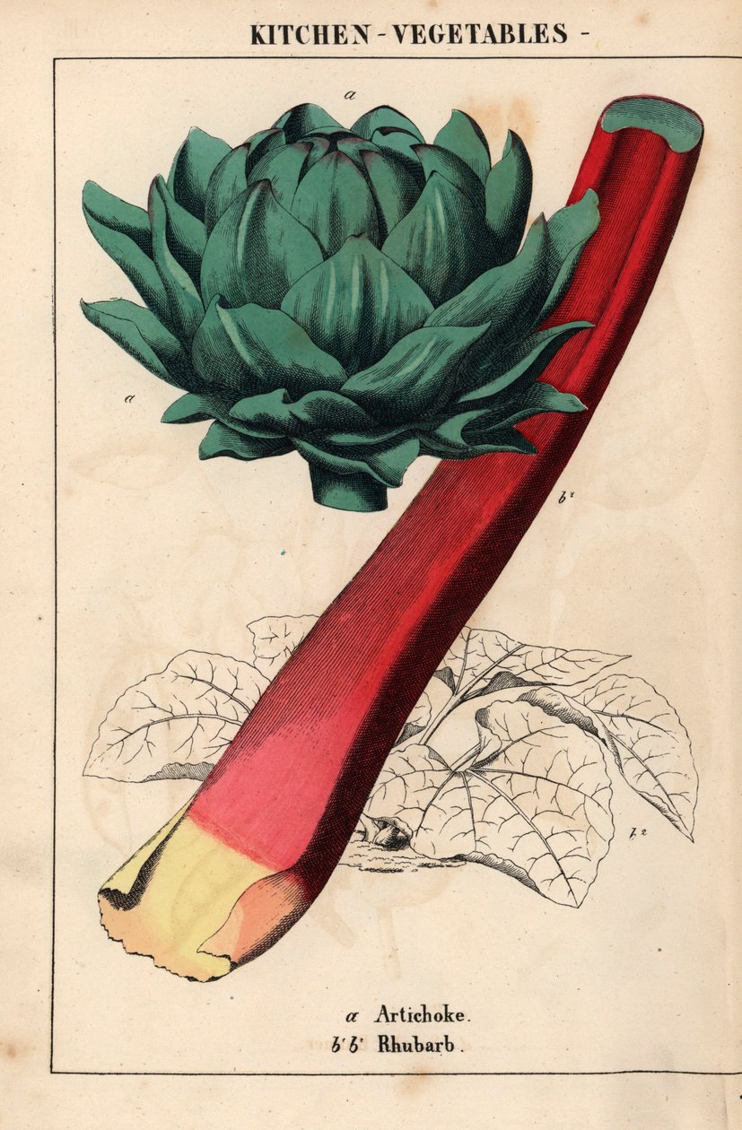 Artiskokhjerte og karmosinrøde rabarber   , fra "The Instructive Picturebook, or Lessons from the Vegetable World," [Charlotte Mary Yonge], Edinburgh af English School