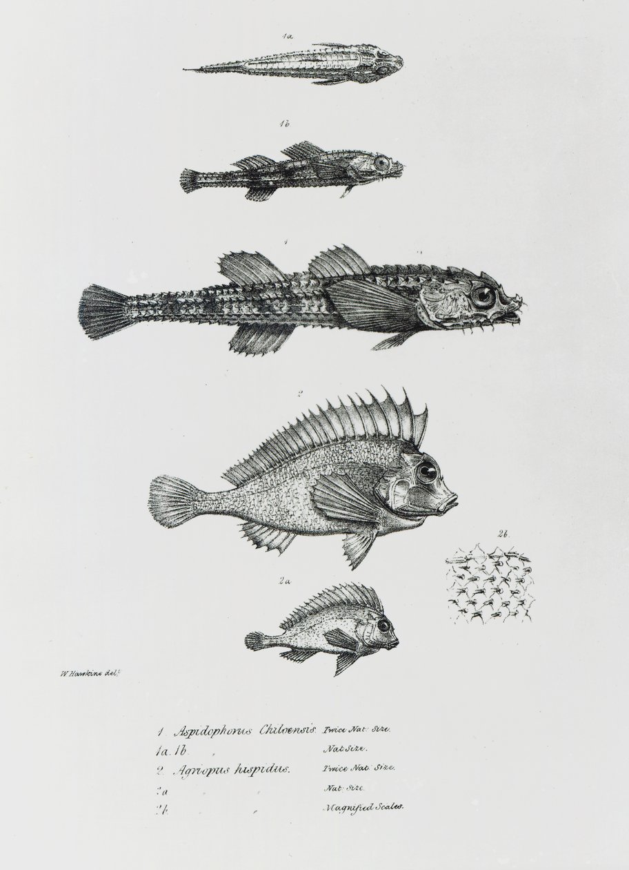 Aspidophorus Chiloensis og Agriopus Hispidus, plade 7 fra 