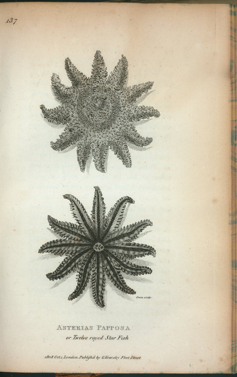 Asterias Papposa eller tolvstrålede stjernefisk, fra 