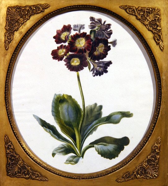 Auricula, ca. 1850 (akvarel på papir) af English School