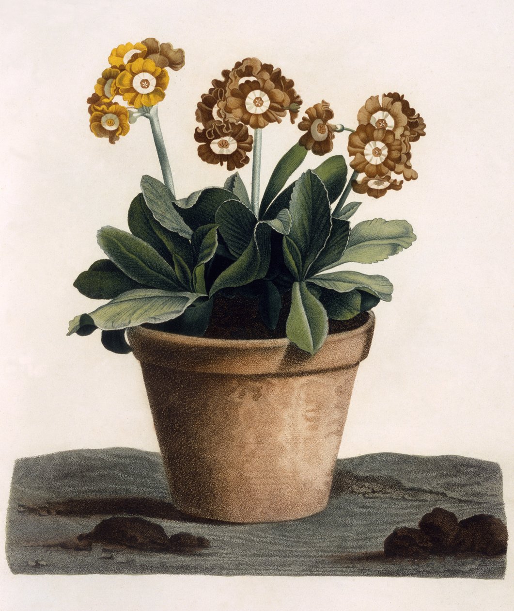 Auricula in a Pot, ca. 1840