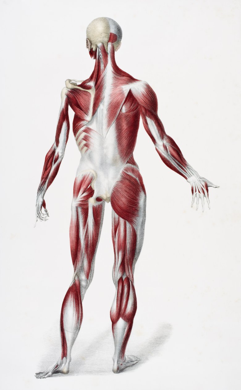 Bagsiden af den mandlige menneskekrop viser muskler sener og knogler, fra The Vessels of the Human Body, redigeret af Jones Quain og William Wilson, udgivet af Taylor og Watson, London i 1837 (farve litho af English School