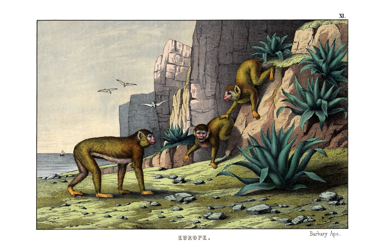 Barbary Ape af English School