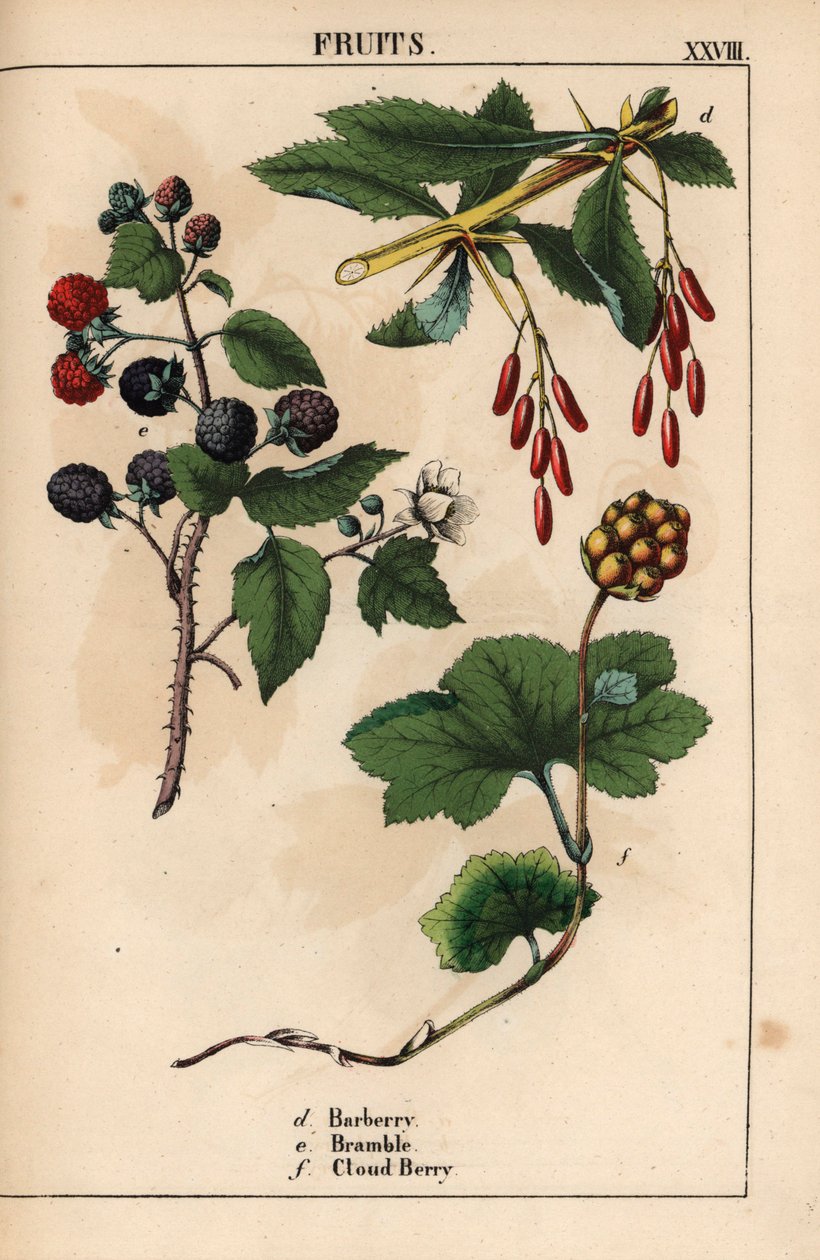 Berberis, brambær og skybærfrugt   , fra "The Instructive Picturebook, or Lessons from the Vegetable World," [Charlotte Mary Yonge], Edinburgh af English School