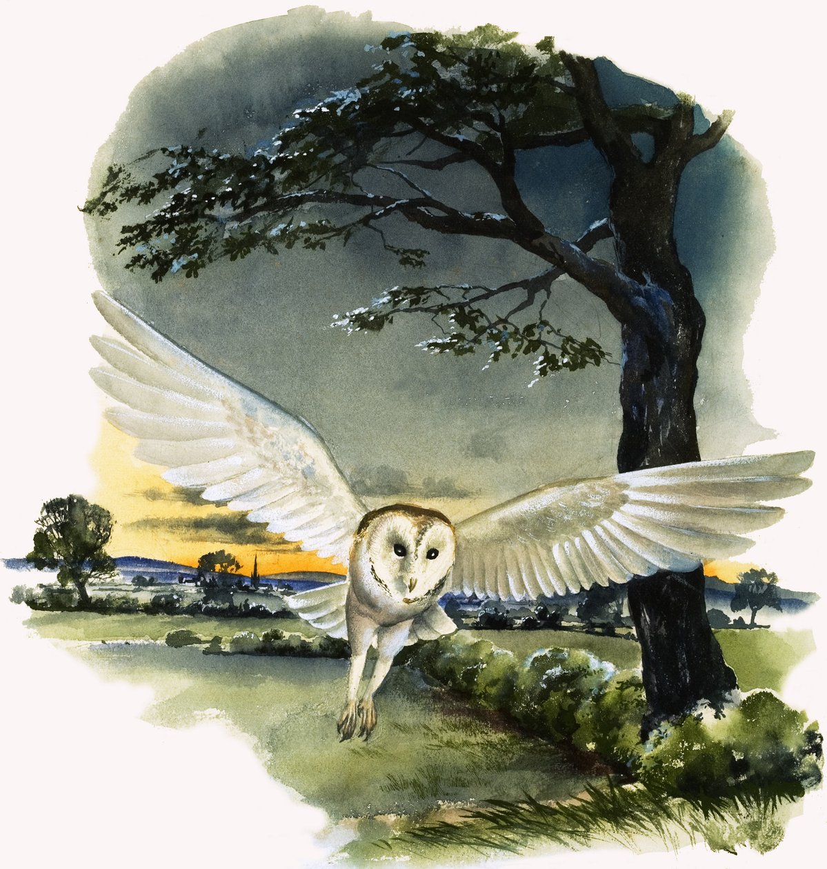 Kirkeugle i flugt, illustration fra 