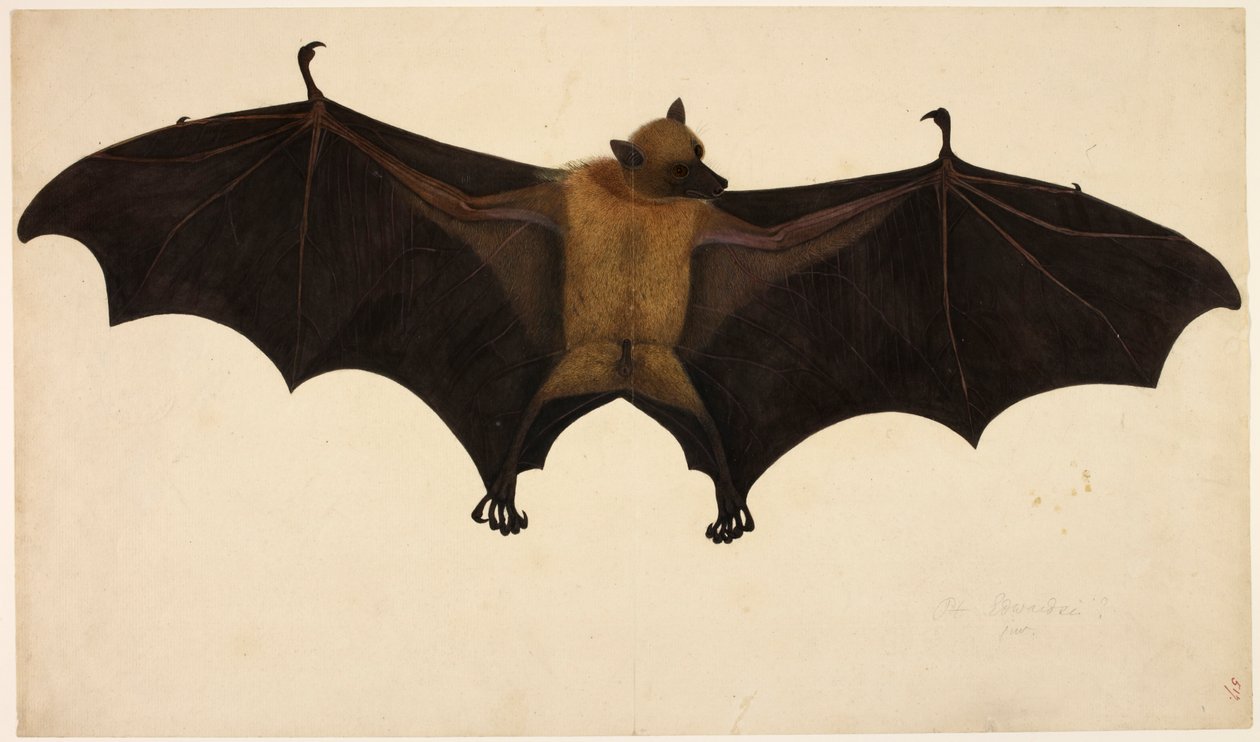 Flagermus, fra Francis Buchanan Collection, ca. 1804 (akvarel og gouache på papir) af English School