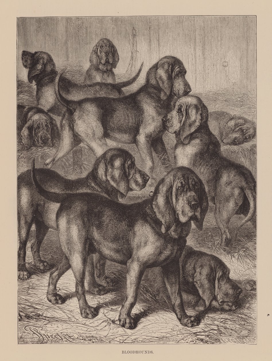 Blodhunde (indgravering) af English School
