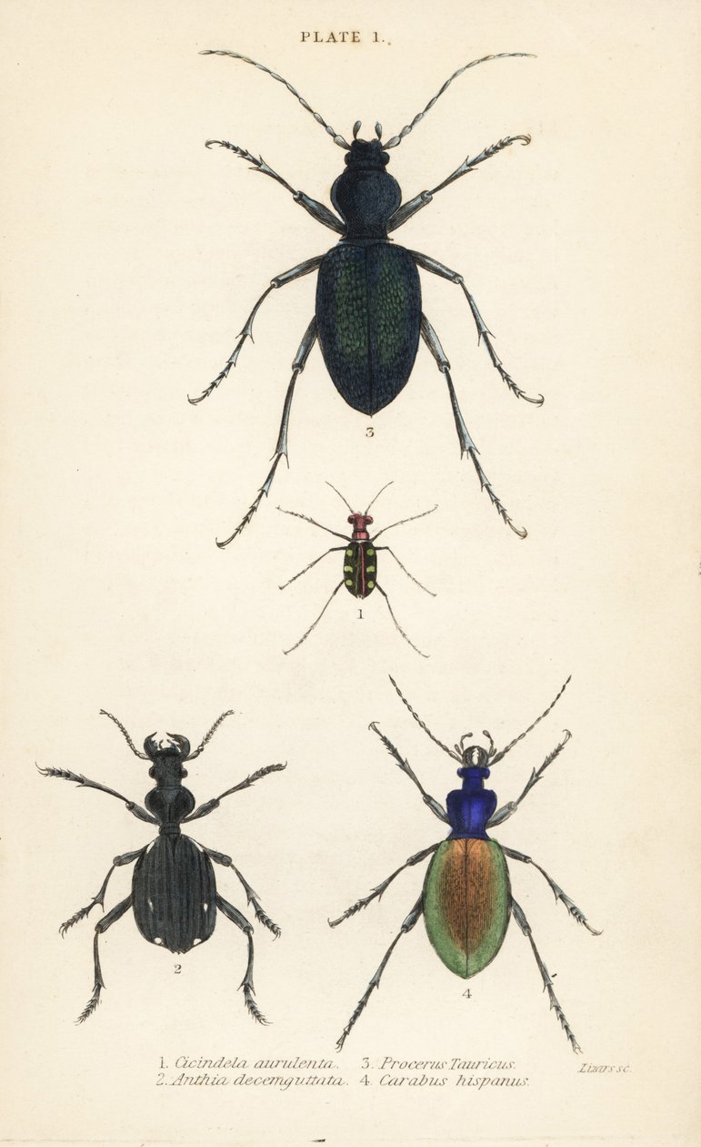 Blåplettet eller guldplettet tigerbille, Cicindela aurulenta 1, sabeltandet jordbille, Anthia decemguttata 2, stor lilla jordbille, Carabus scabrosus tauricus 3 og jordroer, Carabus hispanus af English School
