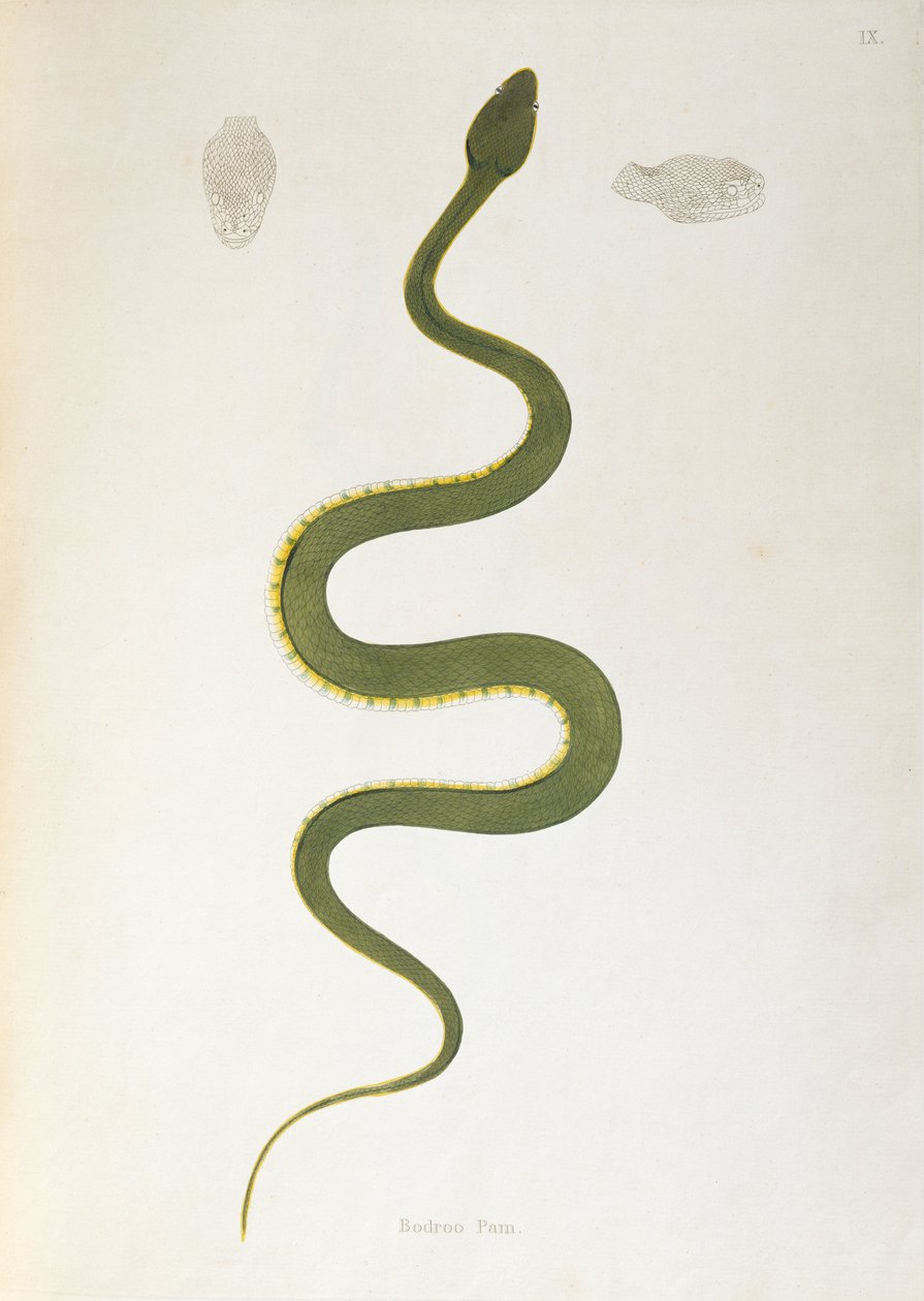 Bodroo Pam Snake fra An Account of Indian Serpents indsamlet fra Coromandel-kysten af Patrick Russell, London, 1796 af English School