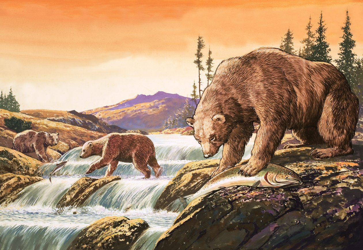 Brune bjørne fra Alaska, illustration fra 