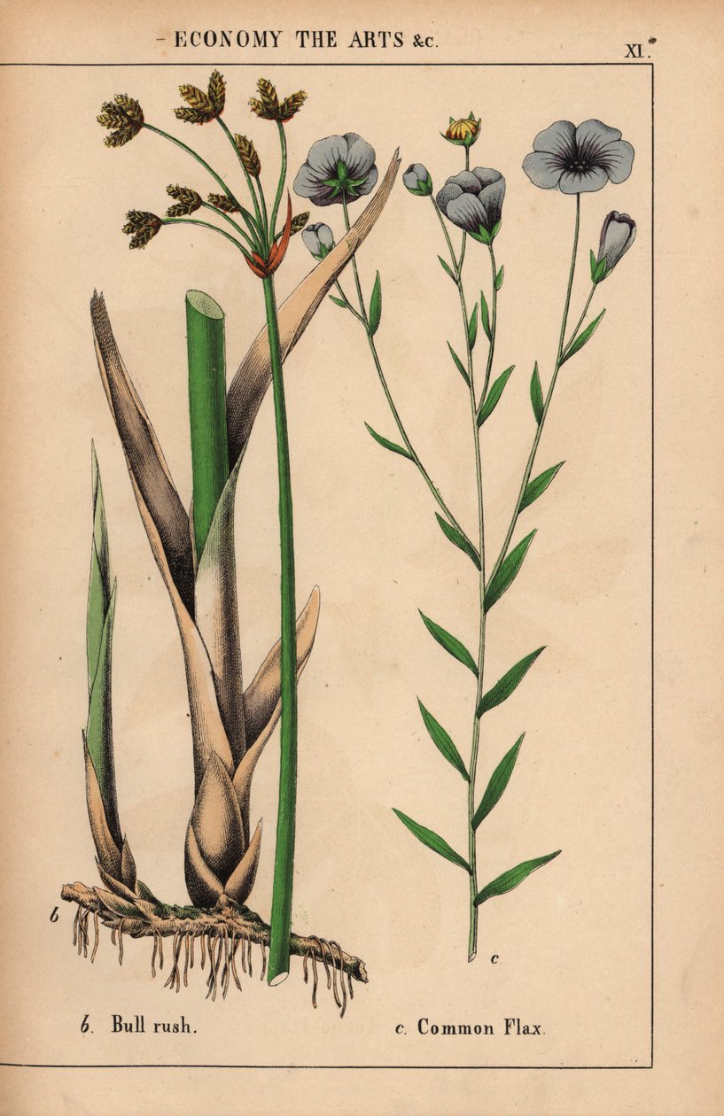 Tyrerush eller bulrush Cyperus og almindelig hørplante med blå blomster Linum usitatissimum.  , fra "The Instructive Picturebook, or Lessons from the Vegetable World," [Charlotte Mary Yonge], Edinburgh af English School