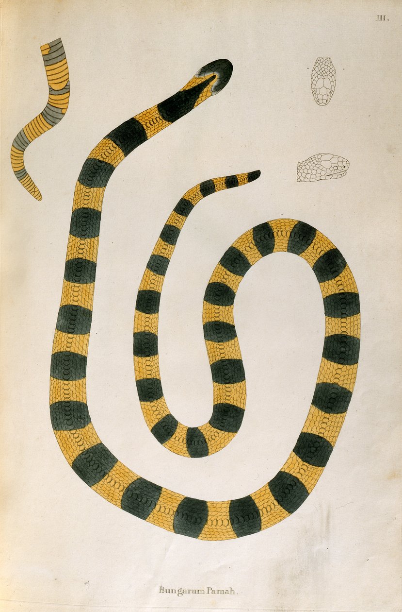 Bungarum Pamah Snake fra An Account of Indian Serpents indsamlet fra Coromandel-kysten af Patrick Russell, London, 1796 af English School