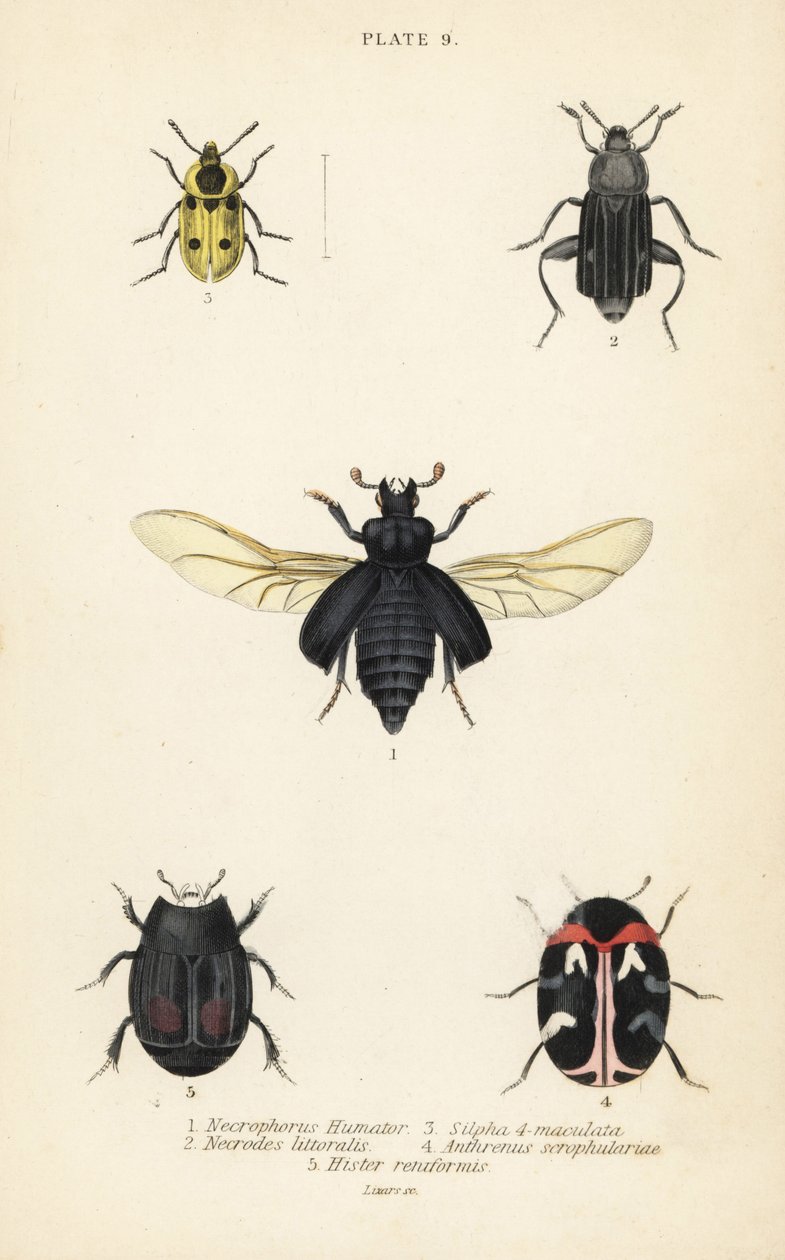 Nedgravningsbille, Nicrophorus humator 1, ådsler, Necrodes littoralis 2, Dendroxena quadrimaculata 3, tæppebille, Anthrenus scrophulariae 4 og Hister quadrimaculatus var af English School