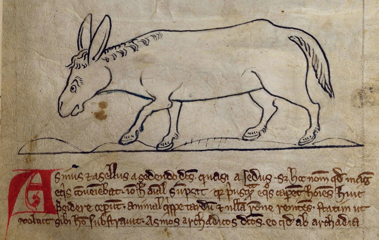 CCA-LitMs/D/10 fol. 10r Ass, fra Bestiary af English School