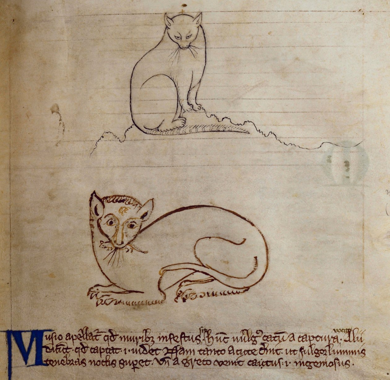 CCA-LitMs/D/10 fol. 11r Cat, fra Bestiary af English School
