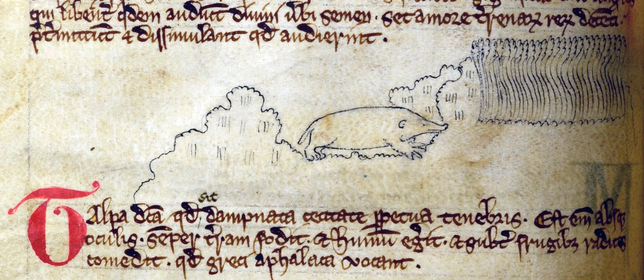 CCA-LitMs/D/10 fol. 11v Mole, fra Bestiary af English School