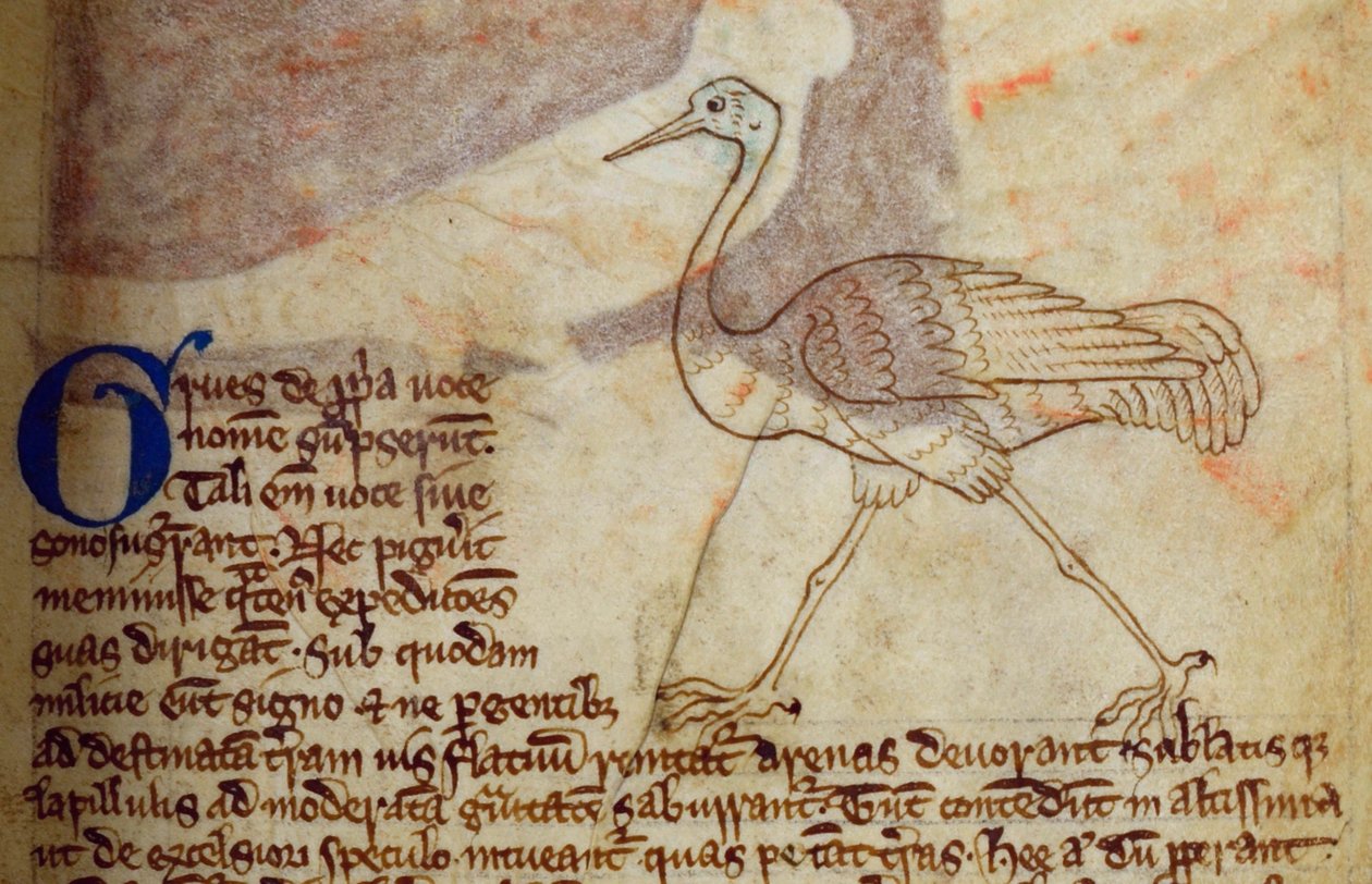 CCA-LitMs/D/10 fol. 14r Crane, fra Bestiary af English School