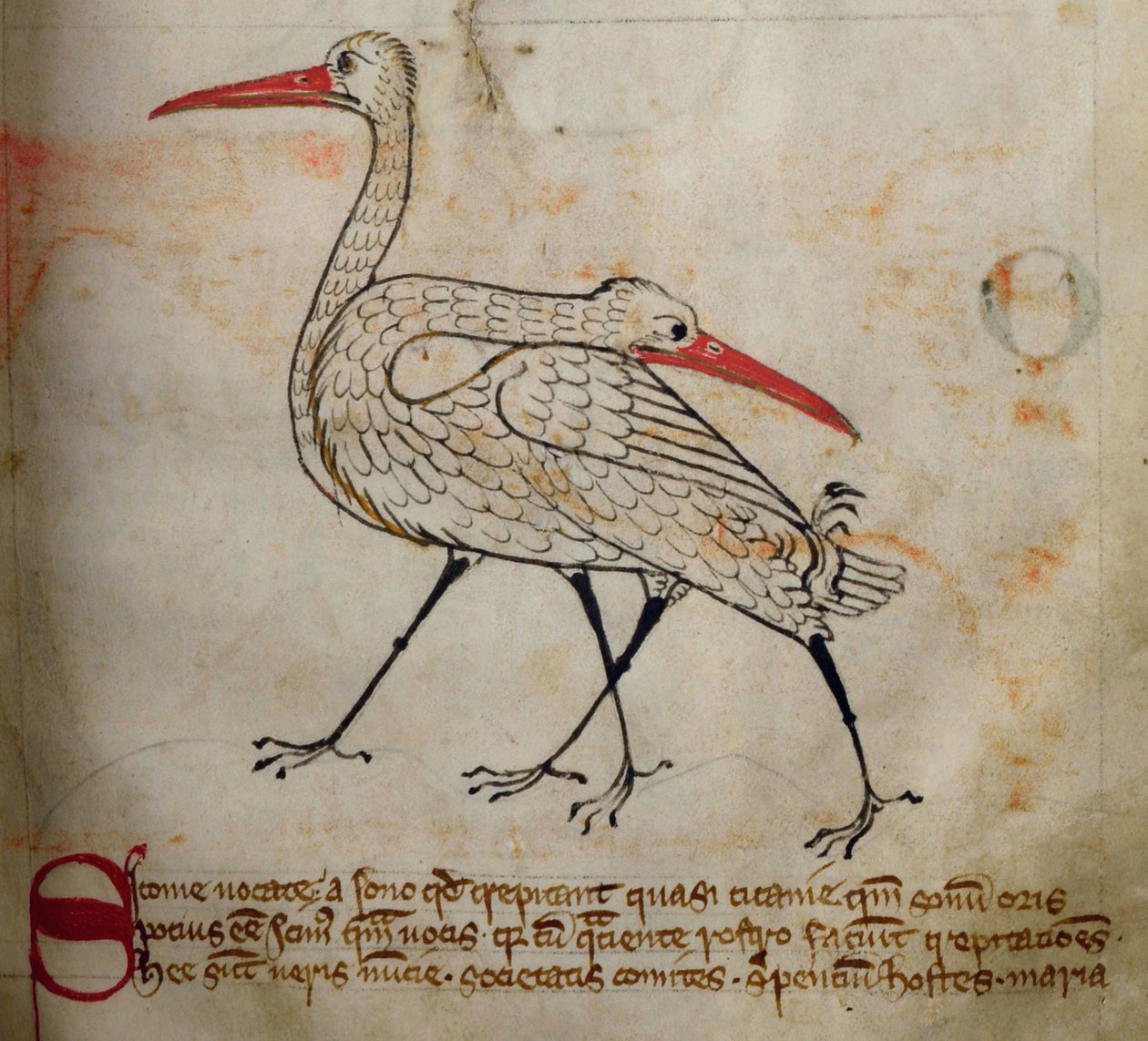 CCA-LitMs/D/10 fol. 15r Stork, fra Bestiary af English School
