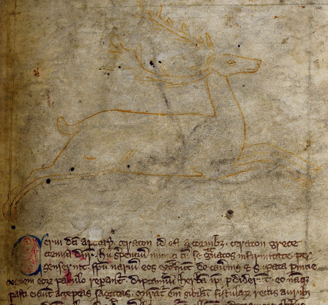 CCA-LitMs/D/10 fol. 1r Stag, fra Bestiary af English School